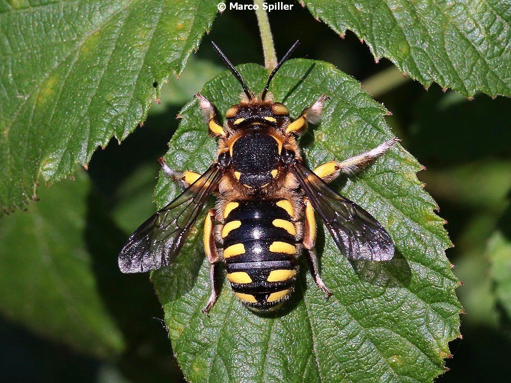 Anthidium sp